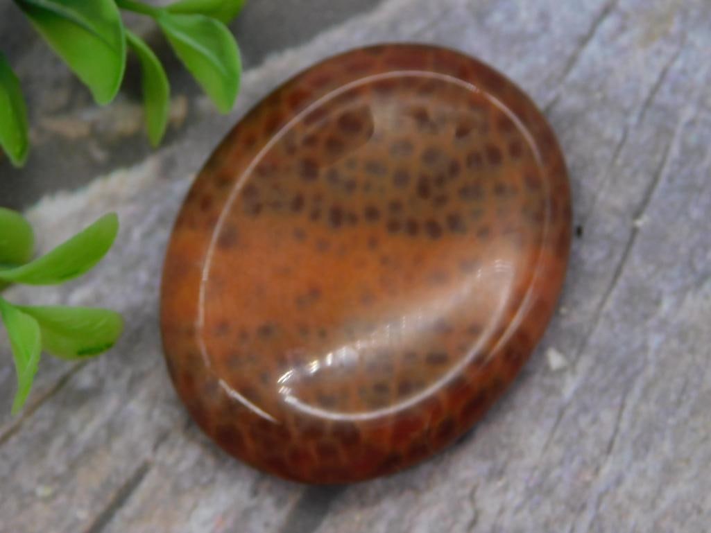 Rock - Polished Snakeskin Agate Cabochon: Oval polished cabochon of brown and orange snakeskin/dragon-vein agate with a distinctive dark spotted pattern reminiscent of reptile skin. Measures approximately 1.5 inches long, shown next to a 1966