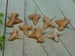 SHARK TEETH PENDANTS ROCK STONE LAPIDARY SPECIMEN: SHARK TEETH PENDANTS ROCK STONE LAPIDARY SPECIMEN - Authentic estate find offered in our online auction. Perfect for collectors, resellers, and enthusiasts of vintage, antiques, minerals, rocks, cryst