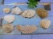 SEA SHELLS: SEA SHELLS - Authentic estate find offered in our online auction. Perfect for collectors, resellers, and enthusiasts of vintage, antiques, minerals, rocks, crystals, jewelry, and rare unique pieces. H