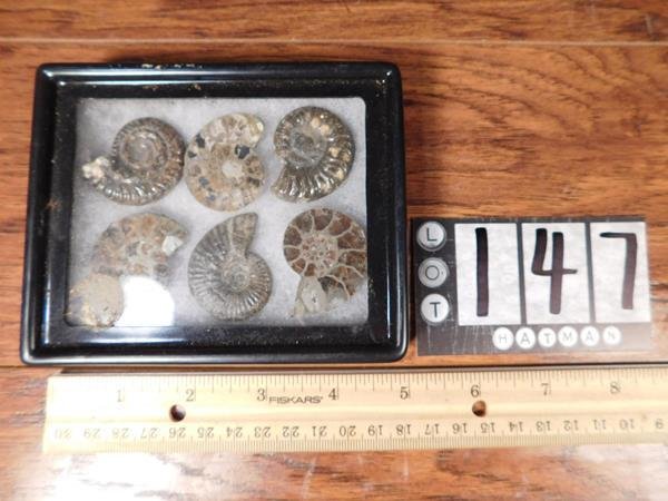 EARLY FOSSILS STONES POLISHED LAPIDARY (1 of 2)