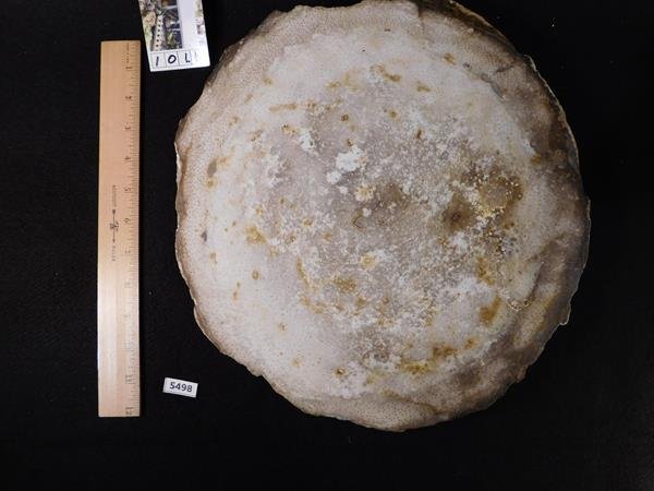 PETRIFIED ROCK STONE SPECIMEN LAPIDARY (1 of 1)