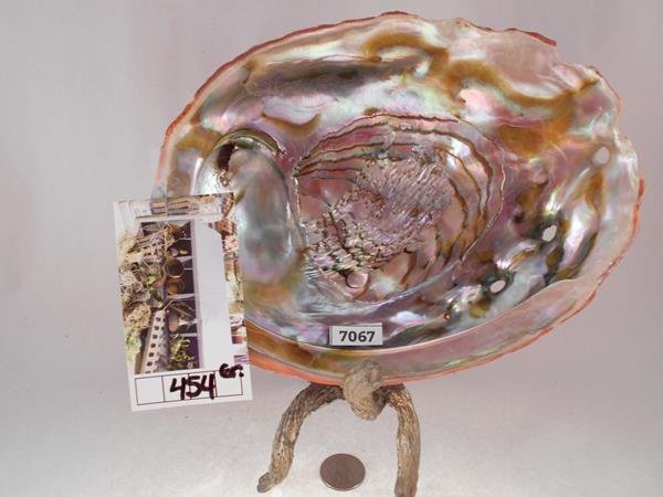ABALONE SHELL LAPIDARY MOTHER OF PEARL: Thank you for attending HATMAN AUCTIONS! This is one of a series of auctions where we are selling one of the largest collections of rocks in the United States. Please see photos for measurements and d