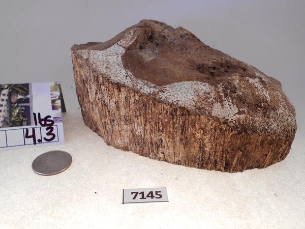 PALM WOOD PETRIFIED FOSSIL ROCK STONE LAPIDARY SPECIMEN (1 of 2)