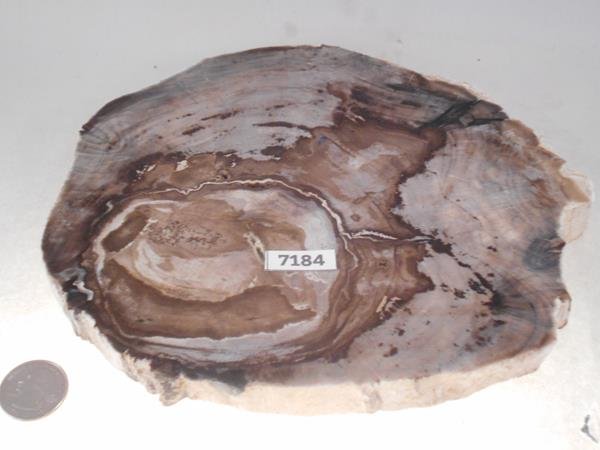 PETRIFIED WOOD ROCK STONE SPECIMEN LAPIDARY (1 of 2)