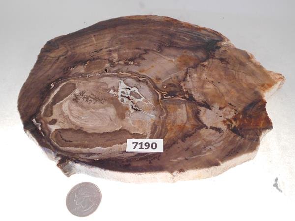 PETRIFIED WOOD ROCK STONE SPECIMEN LAPIDARY (1 of 2)