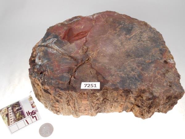 PETRIFIED WOOD ROCK STONE SPECIMEN LAPIDARY (1 of 1)