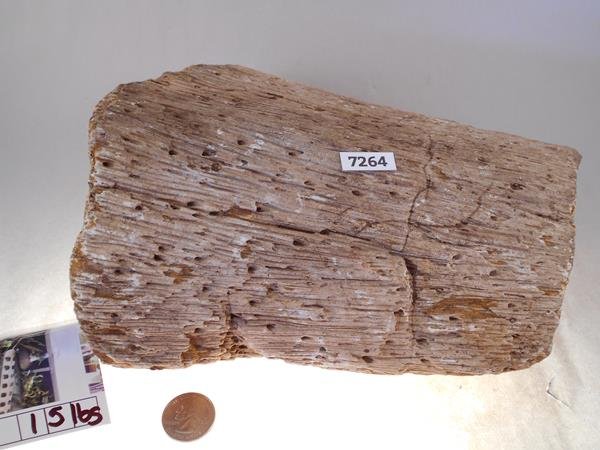 PETRIFIED PALM WOOD ROCK STONE SPECIMEN LAPIDARY (1 of 1)