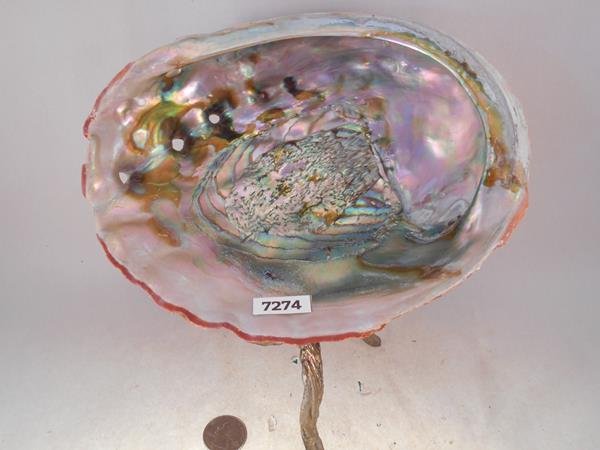 ABALONE SHELL LAPIDARY MOTHER OF PEARL: Thank you for attending HATMAN AUCTIONS! This is one of a series of auctions where we are selling one of the largest collections of rocks in the United States. Please see photos for measurements and d