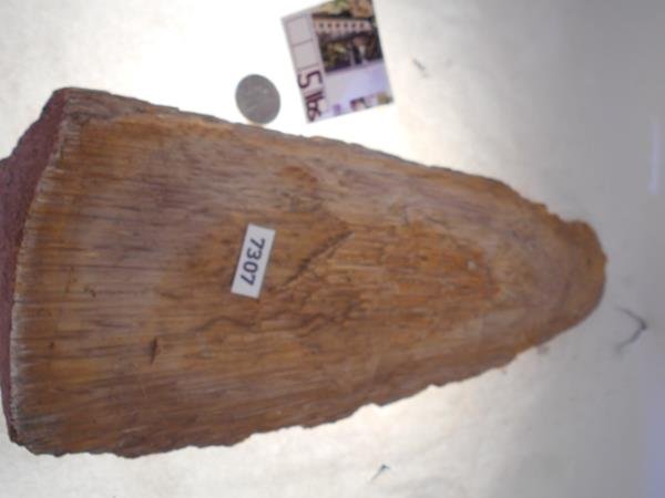 PETRIFIED WOOD ROCK STONE SPECIMEN LAPIDARY (1 of 2)