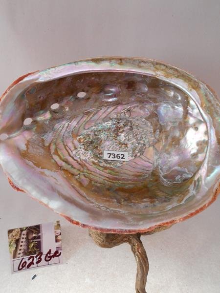 ABALONE SHELL LAPIDARY MOTHER OF PEARL: Thank you for attending HATMAN AUCTIONS! This is one of a series of auctions where we are selling one of the largest collections of rocks in the United States. Please see photos for measurements and d