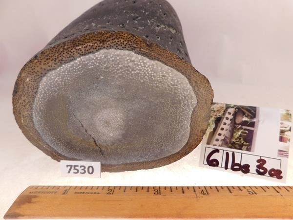 PETRIFIED WOOD ROCK STONE SPECIMEN LAPIDARY (1 of 4)