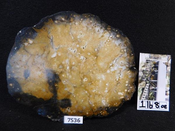 PETRIFIED WOOD ROCK STONE SPECIMEN LAPIDARY (1 of 3)