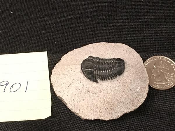 901 Trilobite-Gerastos from Morocco: Thank you for attending HATMAN AUCTIONS! This is one of a series of auctions where we are selling one of the largest collections of rocks in the United States. Please see photos for measurements and d