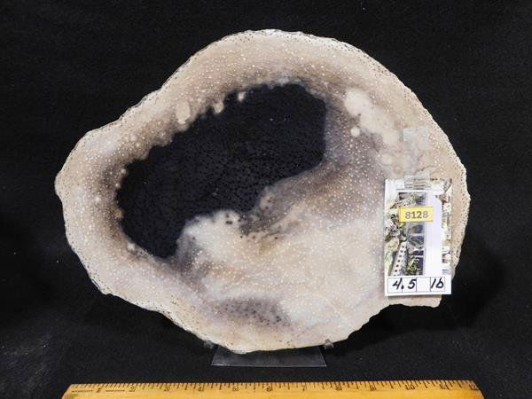 PETRIFIED WOOD ROCK STONE SPECIMEN LAPIDARY PLANK (1 of 4)