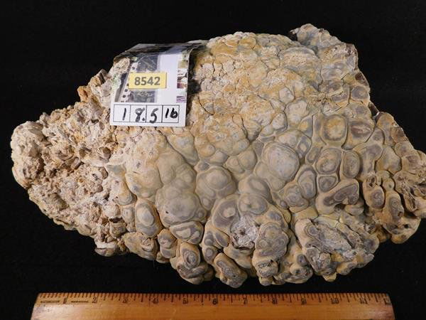 STROMATOLITE OCEAN FOSSIL ROCK STONE LAPIDARY SPECIMEN (1 of 2)