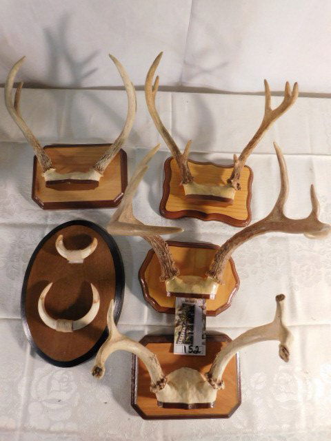 MISC MOUNTED ANTLERS (1 of 2)