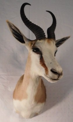 SPRINGBOK AFRICAN DEER MOUNT TAXIDERMY (1 of 4)