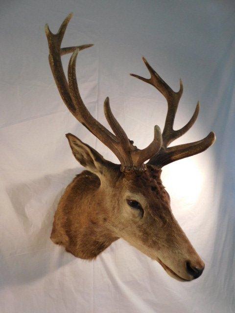 RED STAG DEER TAXIDERMY BIG GAME MOUNT NEW ZEALAND (1 of 11)