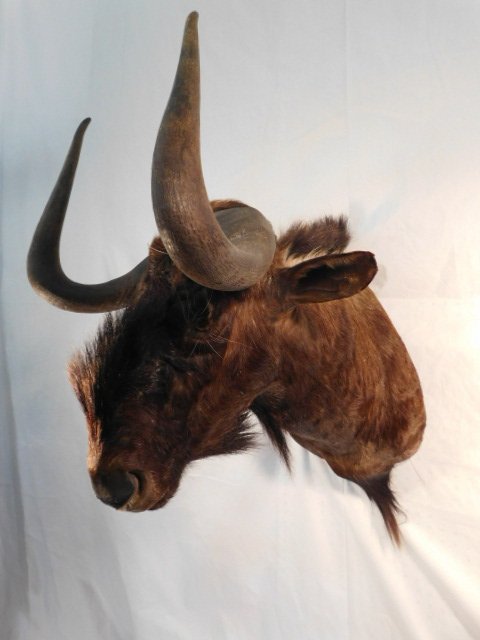 AFRICAN WILDEBEEST TAXIDERMY GAME MOUNT AFRICAN BIG (1 of 6)