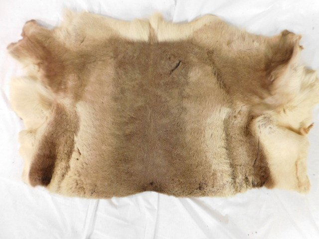 CARIBOU TAXIDERMY FUR HIDE REINDEER BIG GAME (1 of 3)