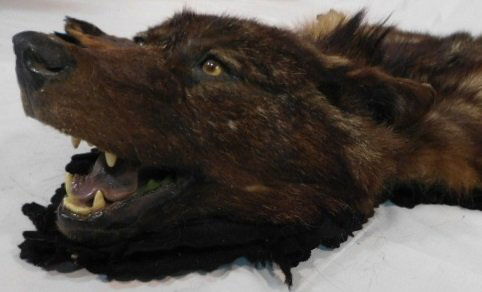 BLACK WOLF TAXIDERMY RUG WALL HANGING MOUNT (1 of 8)