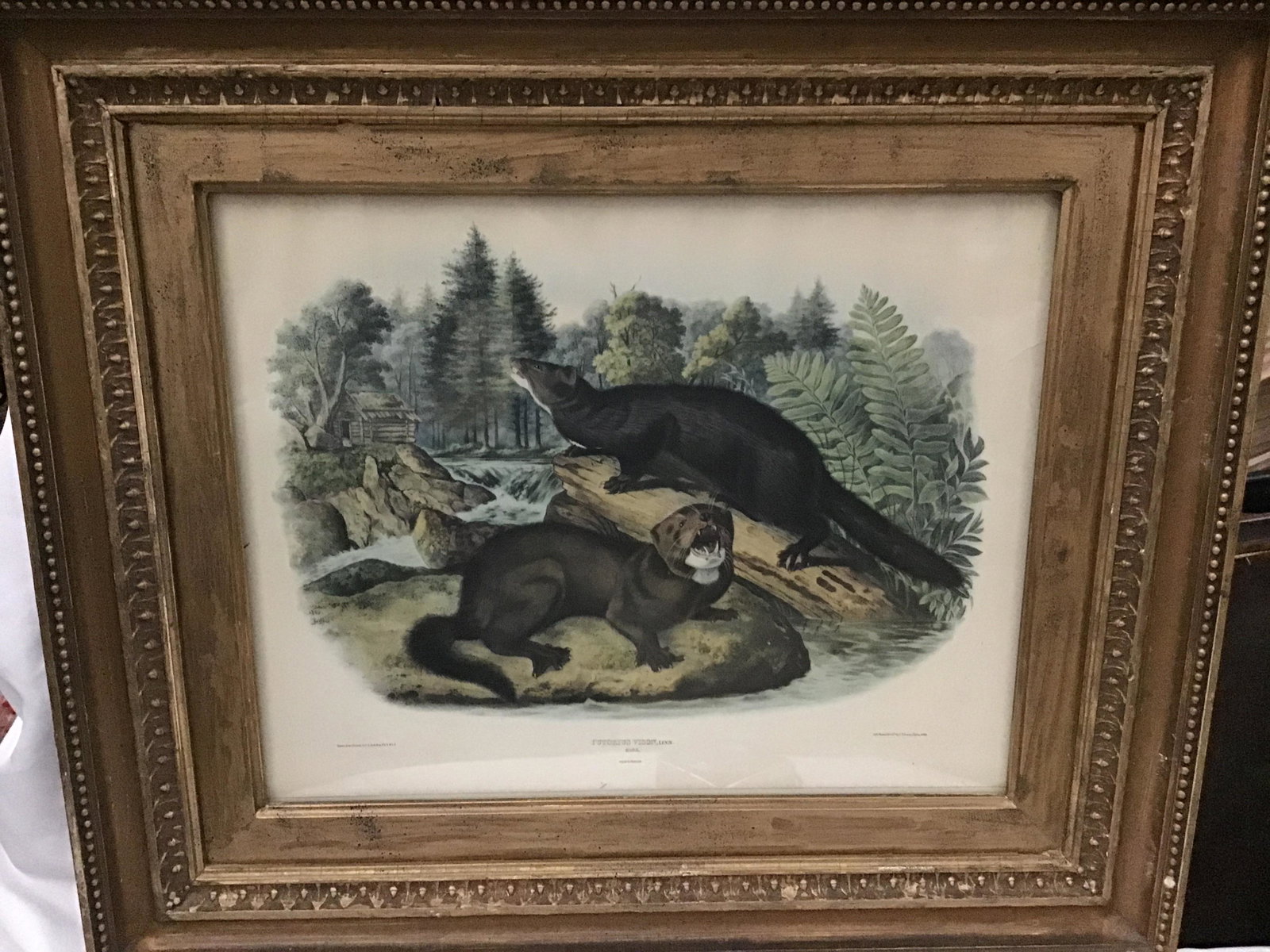 Vintage J Audubon Putorius Vision Mink Litho Frame: Frame measures 18 inches by 21 inches