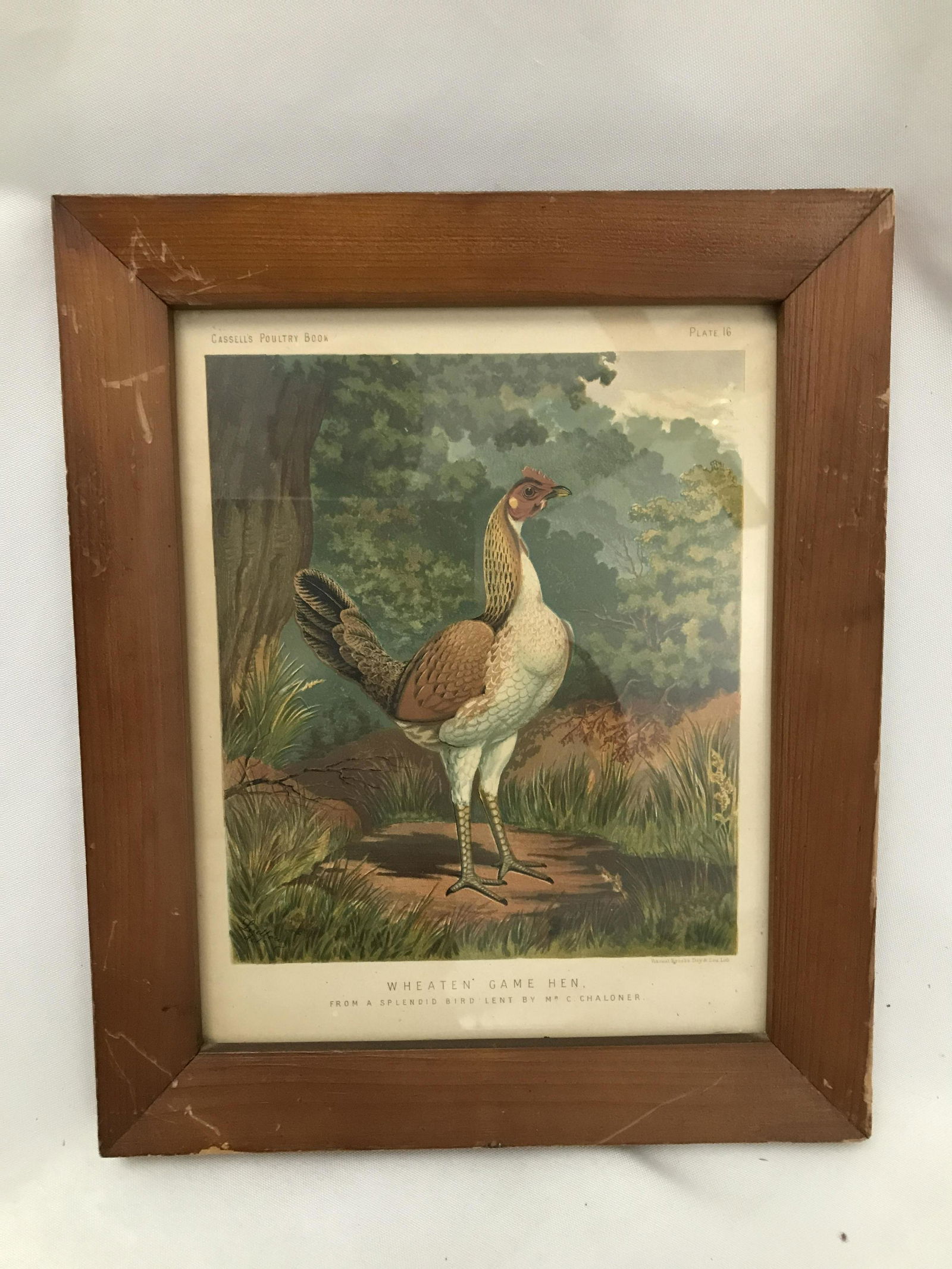 Early Framed Lithograph by C Chaloner Wheaten Game (1 of 3)