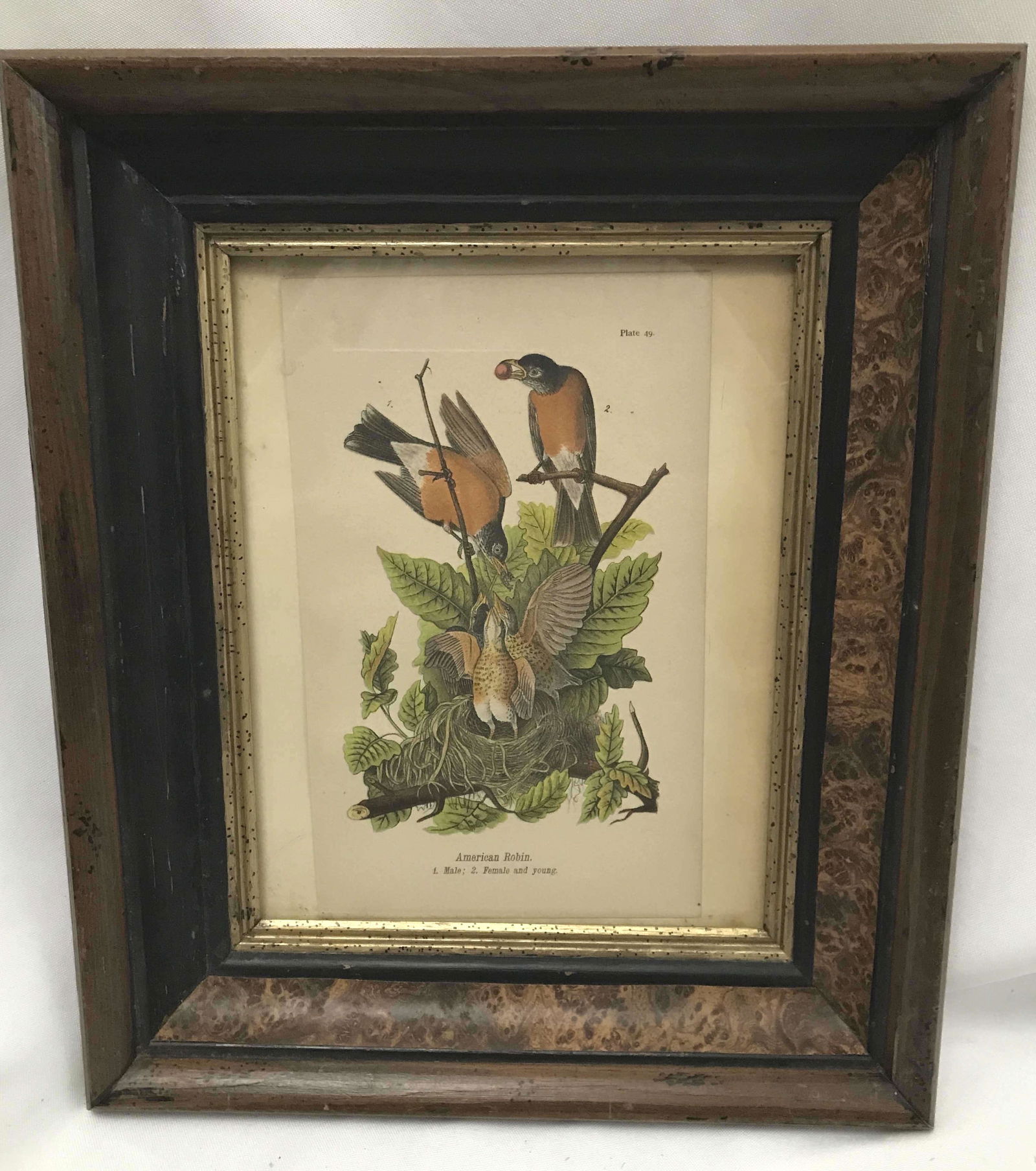 Audubon Framed American Robin Lithograph Frame measures (1 of 4)