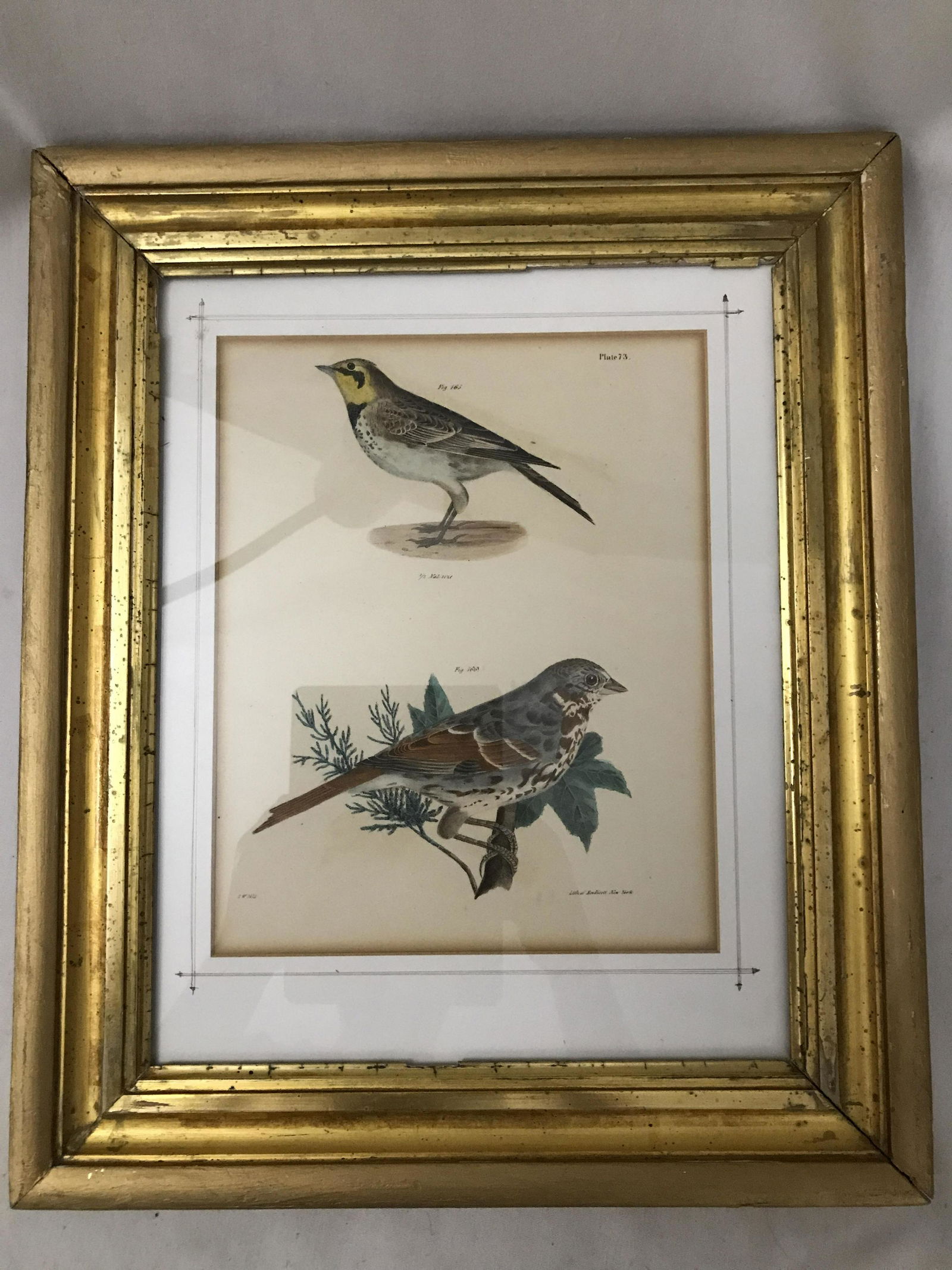 Antique Birds Lithograph Frame measures 16.5 inches by (1 of 3)