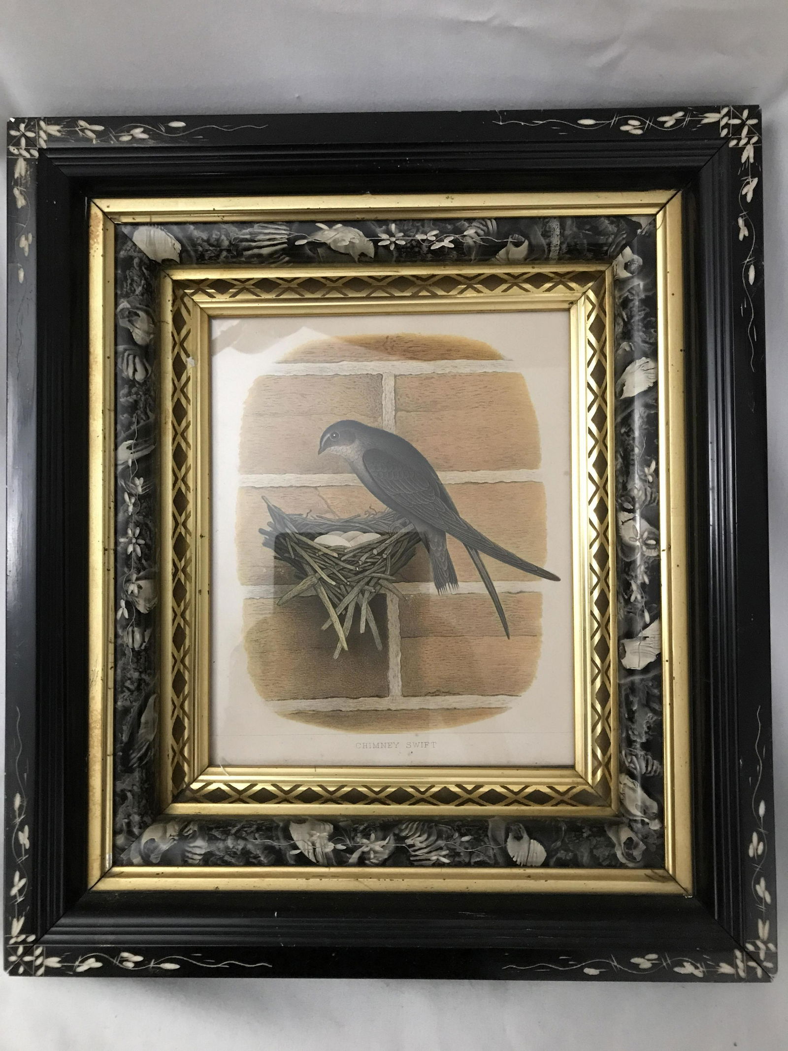 Chimney Swift Early Lithograph Stepdown Frame Frame (1 of 5)