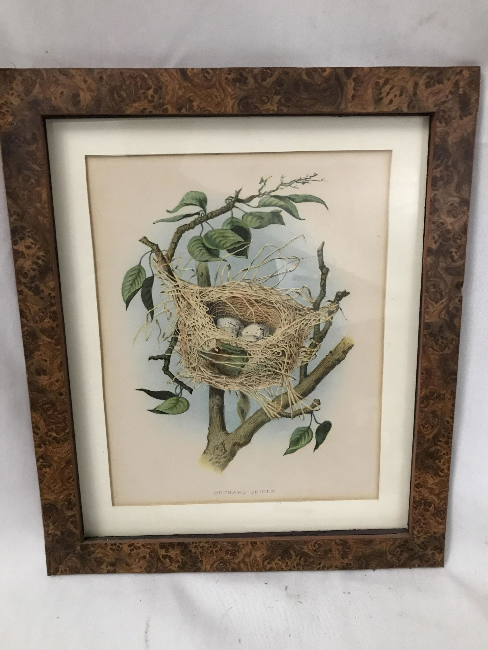 Early Lithograph of Orchard Oriole Frame measures 14 (1 of 4)
