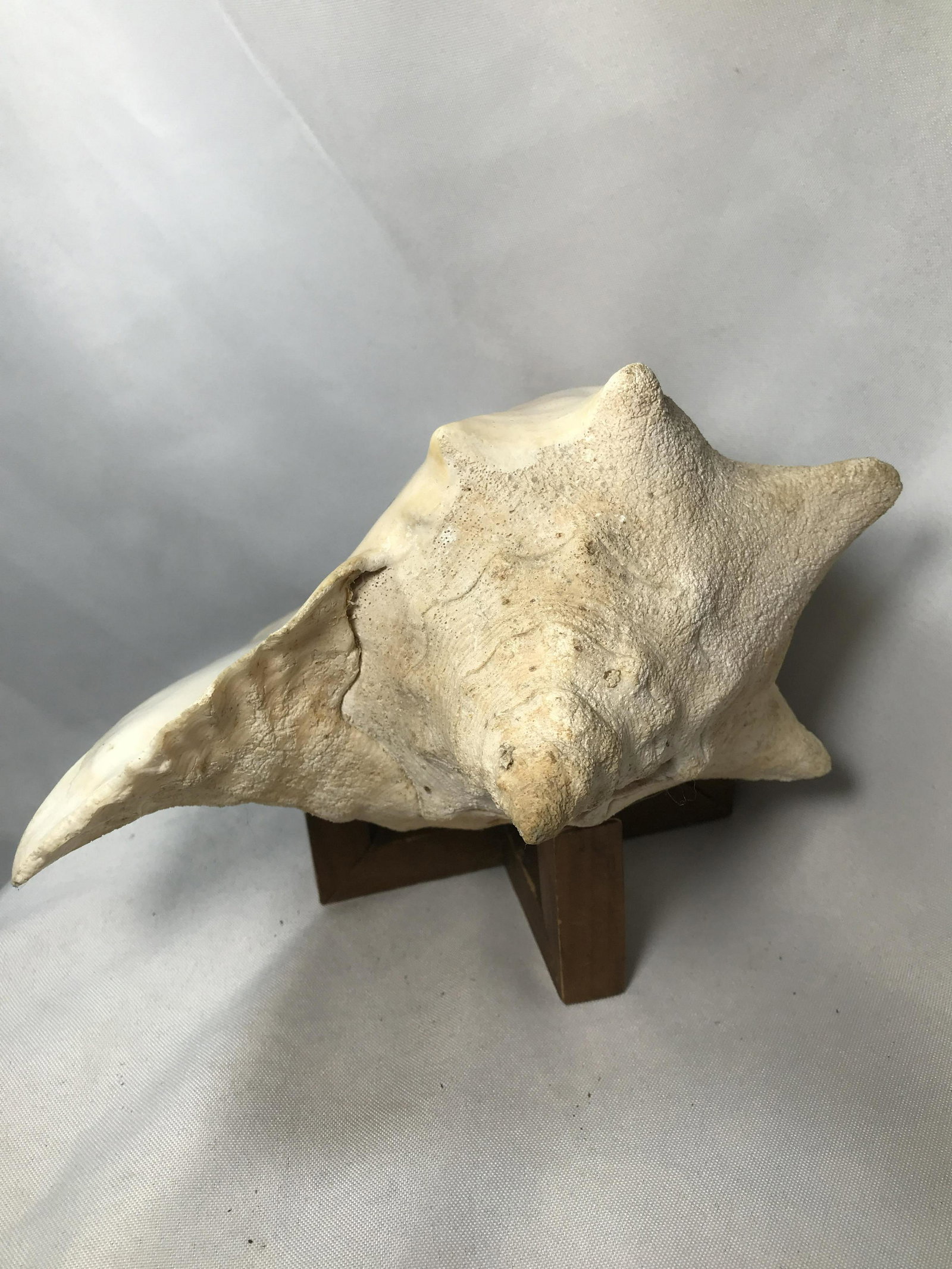 Conch Shell Measures 10 inches by 9 inches: Measures 10 inches by 9 inches