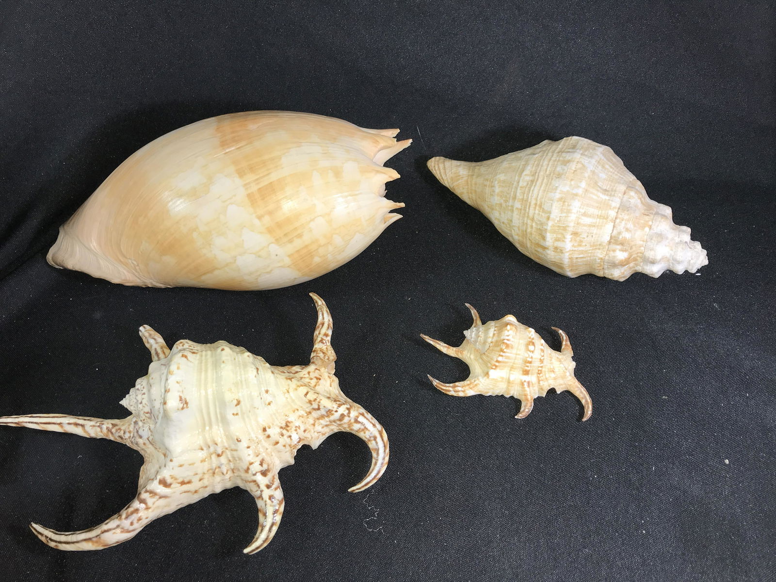 Red Sea Shell Collection 4 total  Largest Shell measures 21.5 x 19 inches (1 of 13)