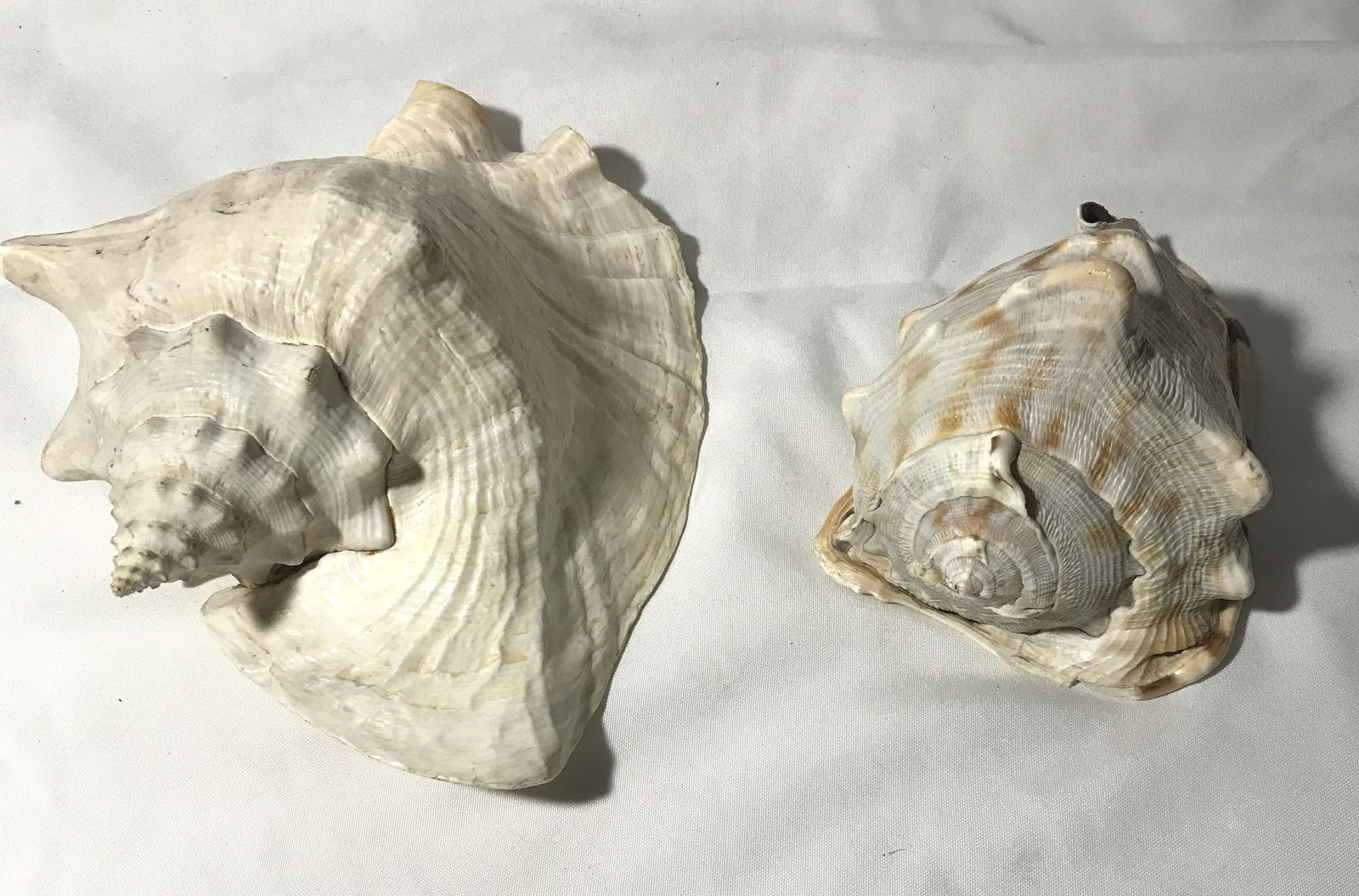 Conch Seashells (2) (1 of 6)