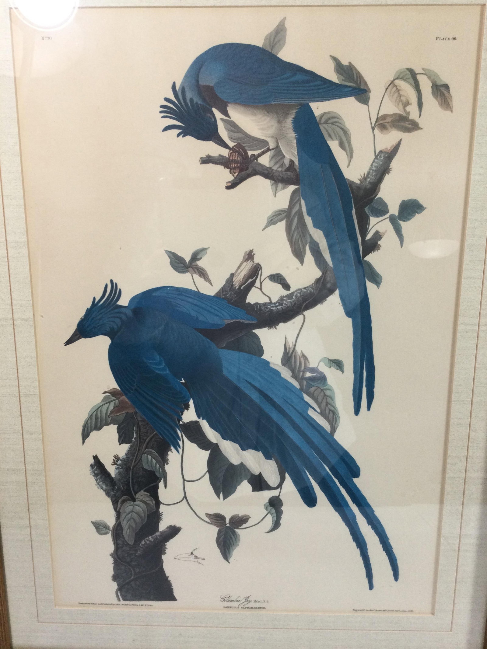 JJ Audubon Print Columbia Jay (1 of 5)
