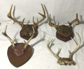 Deer Antler Rack Collection (4)