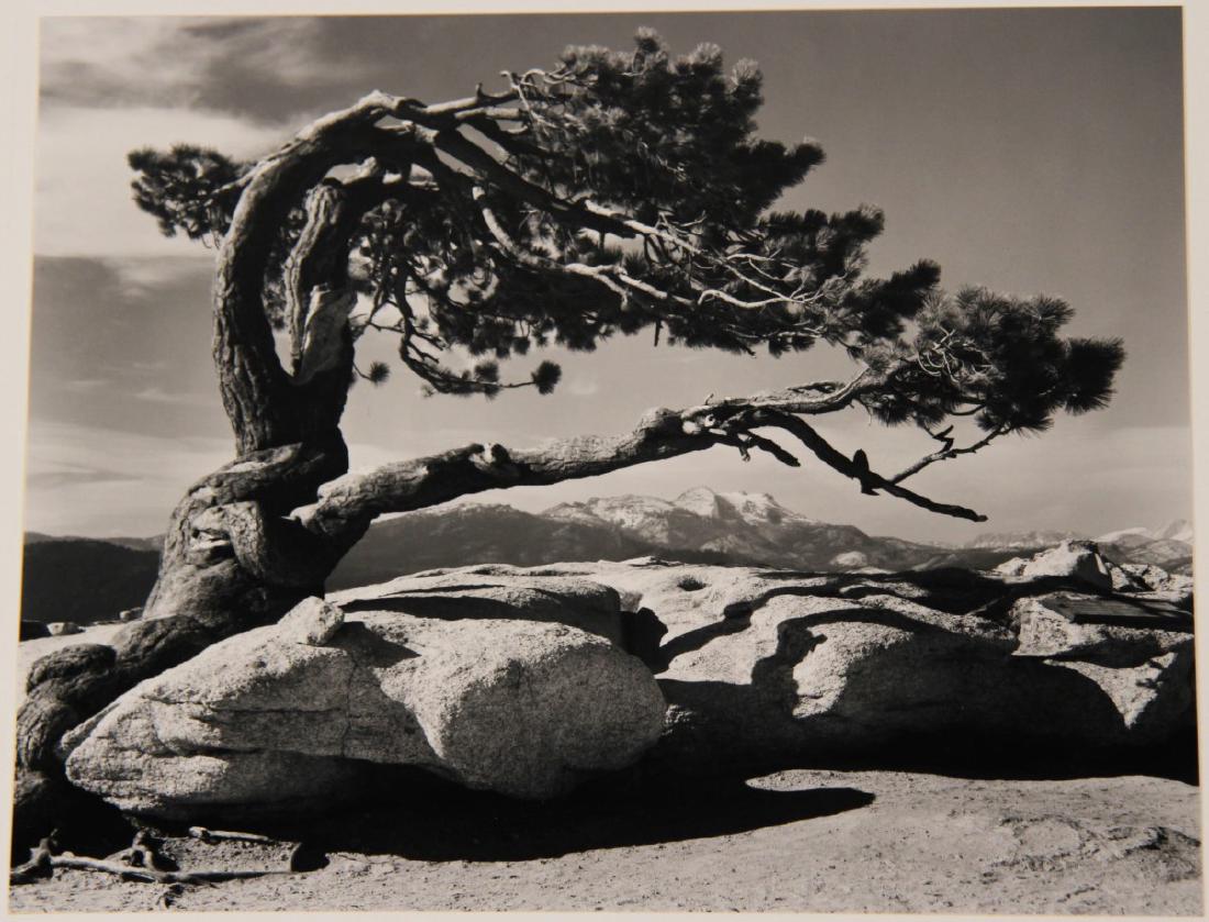 JEFFREY PINE, SENTINEL DOME BY ANSEL ADAMS (1 of 3)