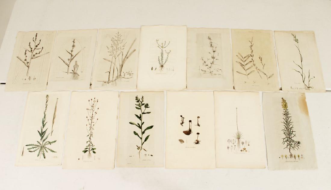 BOTANICAL STUDIES INCL. SOWERBY AND KILLBURN (1 of 10)
