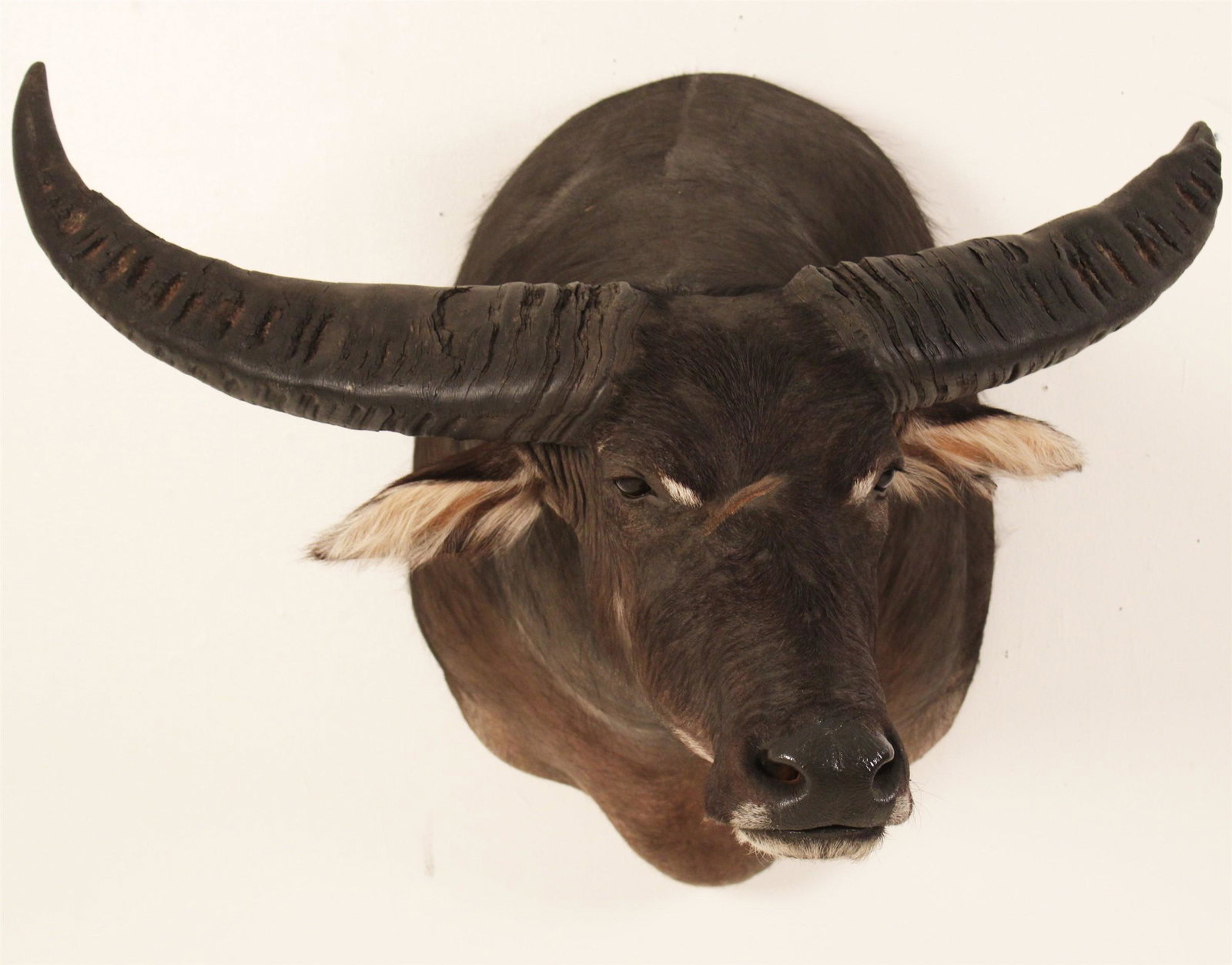 SHOULDER MOUNT TAXIDERMY OF AFRICAN WATER BUFFALO (1 of 5)