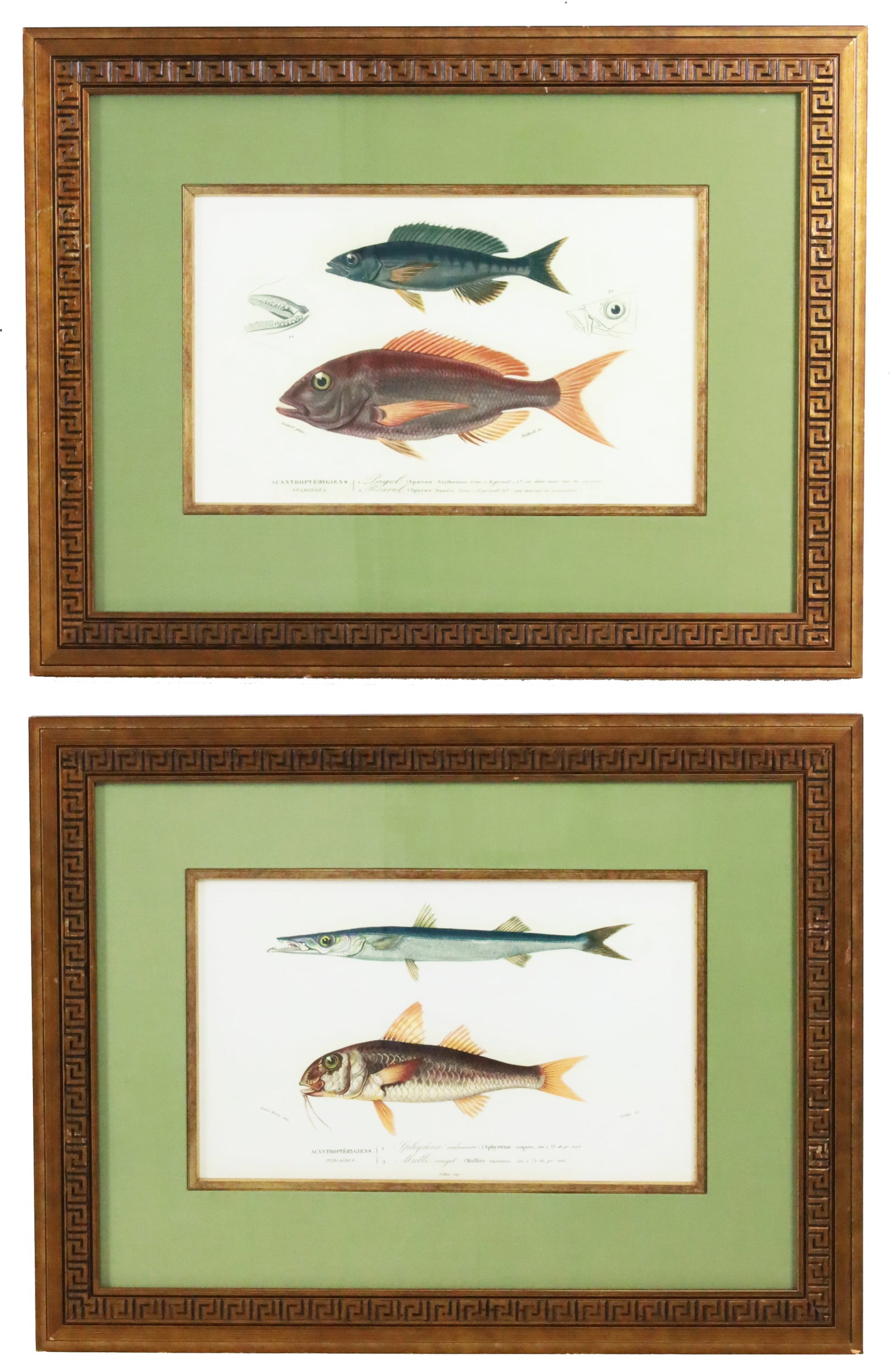 PR FRAMED FISH STUDY PRINTS AFTER D'ORBIGNY (1 of 3)