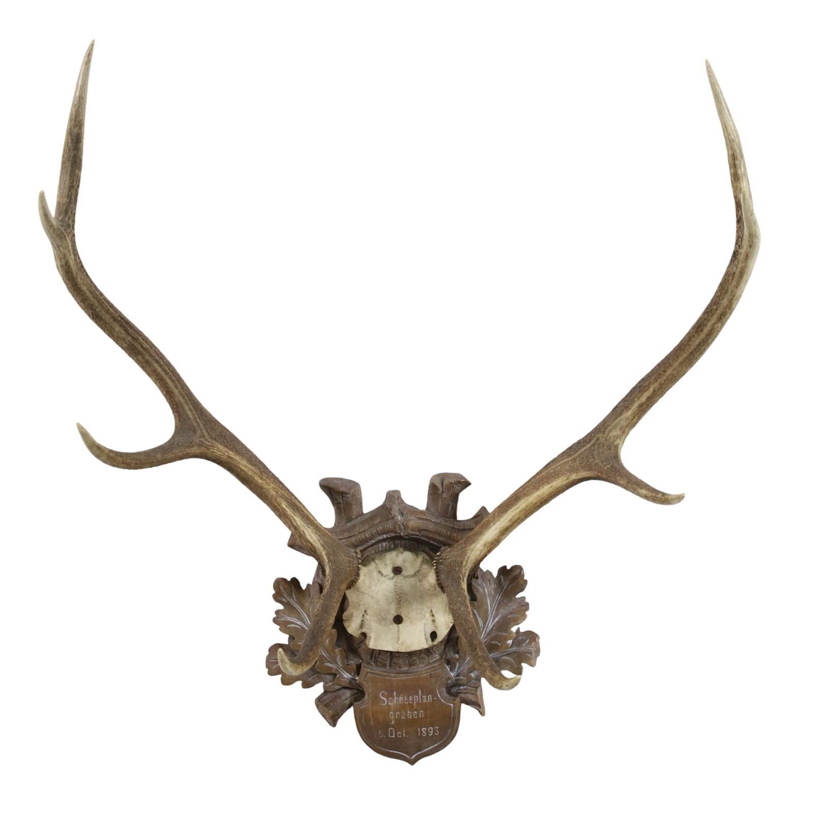 AUSTRO GERMAN STAG ANTLER MOUNT, 19TH C.: Large Austro-German Red Deer stag antler skull cap mount with balanced tines and good spread, mounted to Black Forest carved walnut commemorative plaque reading Schneeplan-Graben, or Mountain-Gorge, 5