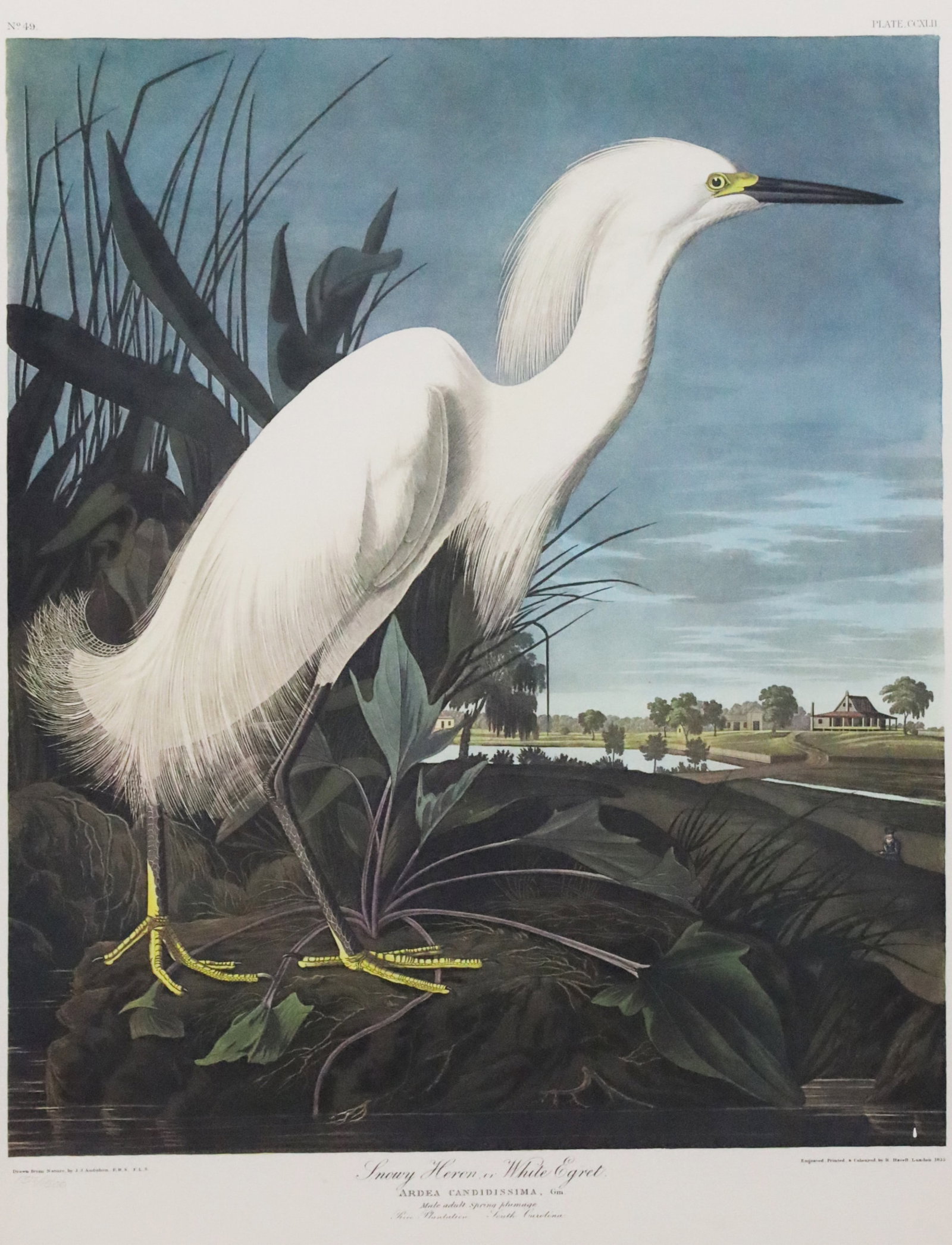 SNOWY HERON OR WHITE EGRET, AFTER AUDUBON (1 of 5)