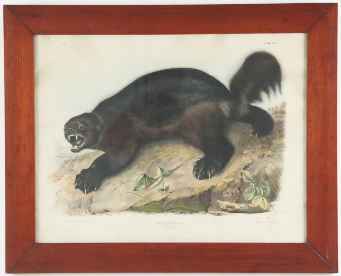 J.J. AUDUBON PRINT TITLED "THE WOLVERINE" (1 of 4)