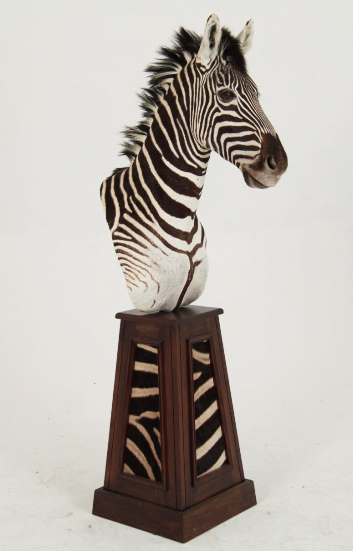 BURCHELL'S ZEBRA PEDESTAL MOUNT TAXIDERMY (1 of 4)