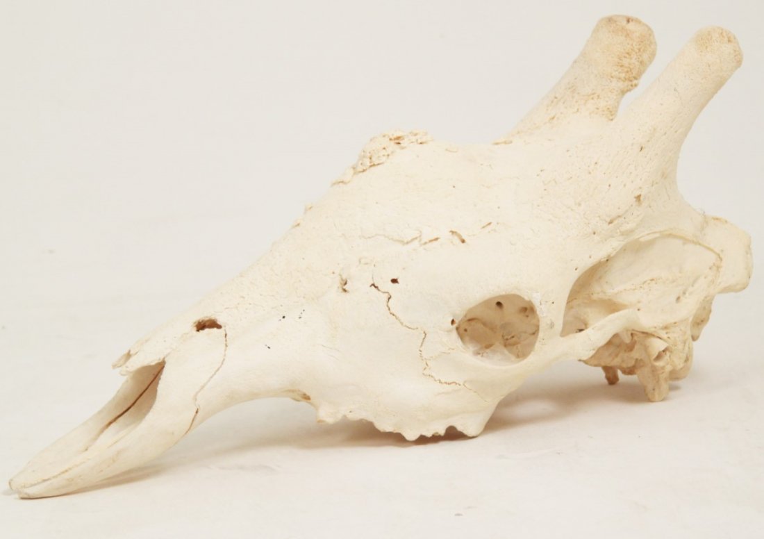 AFRICAN GIRAFFE SKULL (1 of 3)