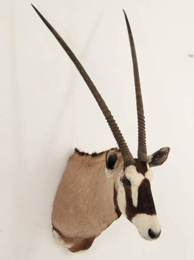 Gemsbok Shoulder Mount Taxidermy