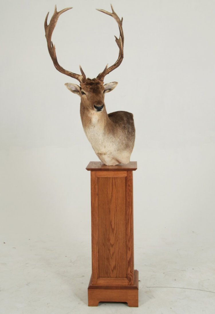 SPOTTED FALLOW DEER PEDESTAL MOUNT TAXIDERMY: PEDESTAL MOUNT TAXIDERMY OF SPOTTED FALLOW DEER, MID 20TH CENTURY, NEW ZEALAND; 87"H X 25"W X 30"D; CONSIGNOR WARRANTS THAT ALL SPECIMENS WERE ACQUIRED IN ACCORDANCE WITH ALL NATIONAL AND STATE LAWS,