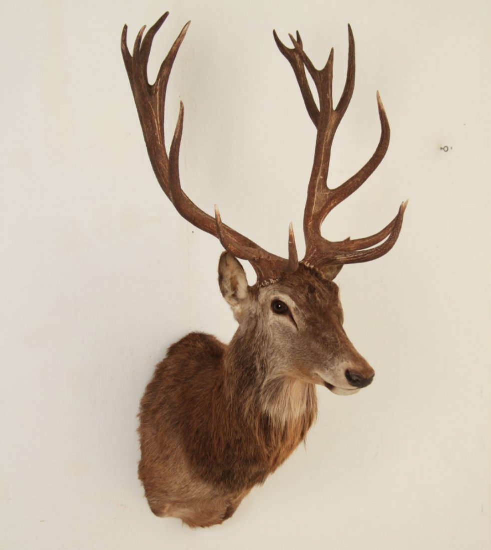 RED STAG SHOULDER MOUNT TAXIDERMY: SHOULDER MOUNT TAXIDERMY OF A RED STAG, SCOTLAND, MID 20TH CENTURY; 56"H X 29"W X 31"D; CONSIGNOR WARRANTS THAT ALL SPECIMENS WERE ACQUIRED IN ACCORDANCE WITH ALL NATIONAL AND STATE LAWS, WITH ANY AND