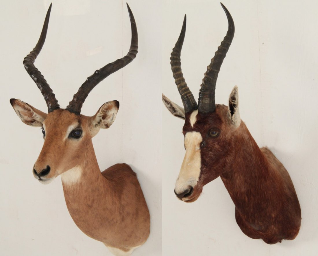 BLESBOK AND IMPALA SHOULDER MOUNT TAXIDERMIES (1 of 7)