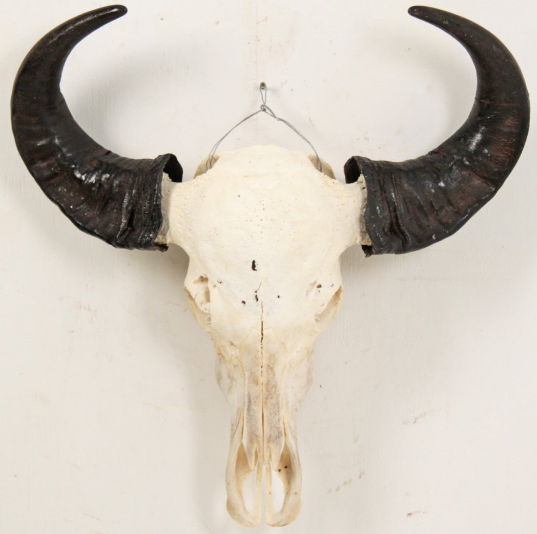 SOUTH AMERICAN WATER BUFFALO SKULL WALL MOUNT (1 of 2)